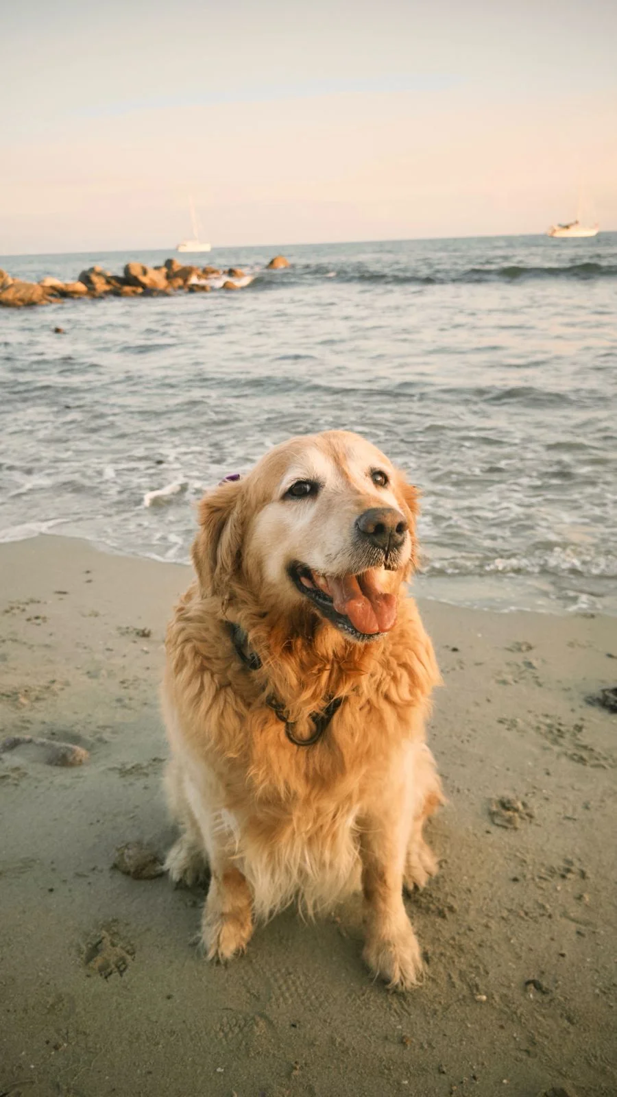 Smiling senior golden retriever sitting on the sand at the beach at sunset